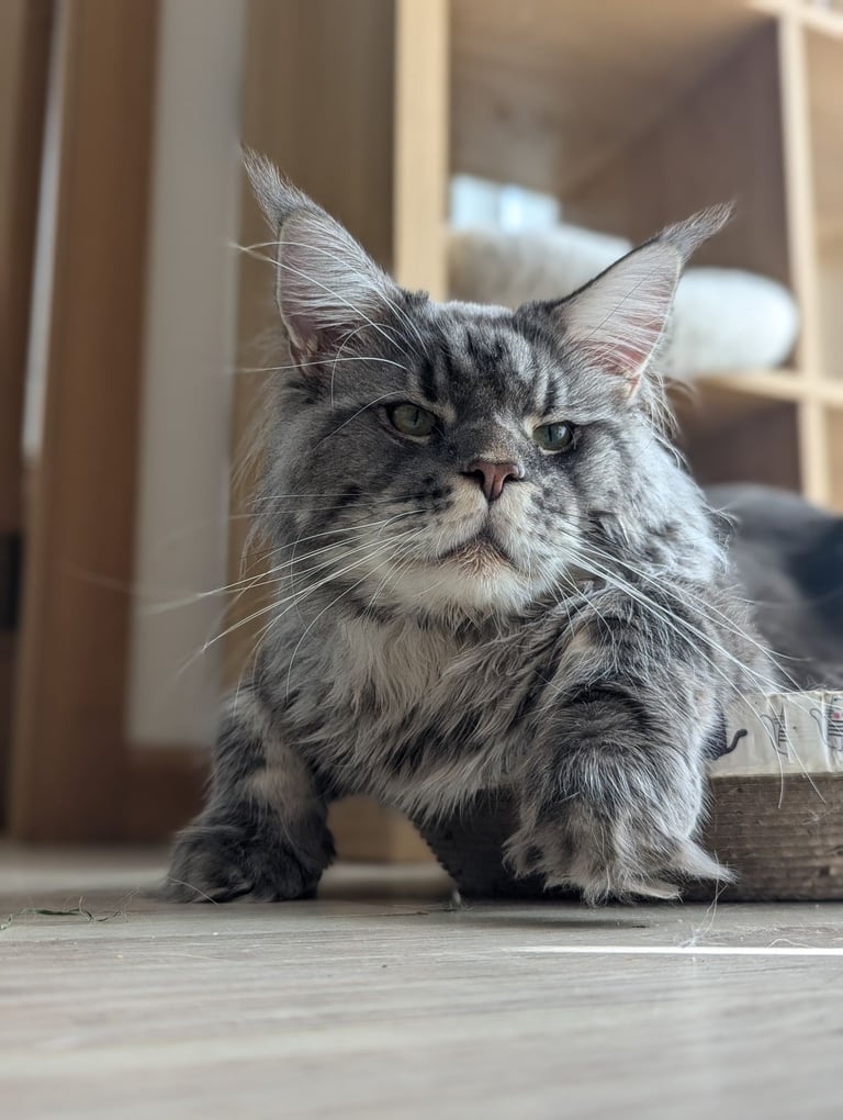 Maine Coon boy