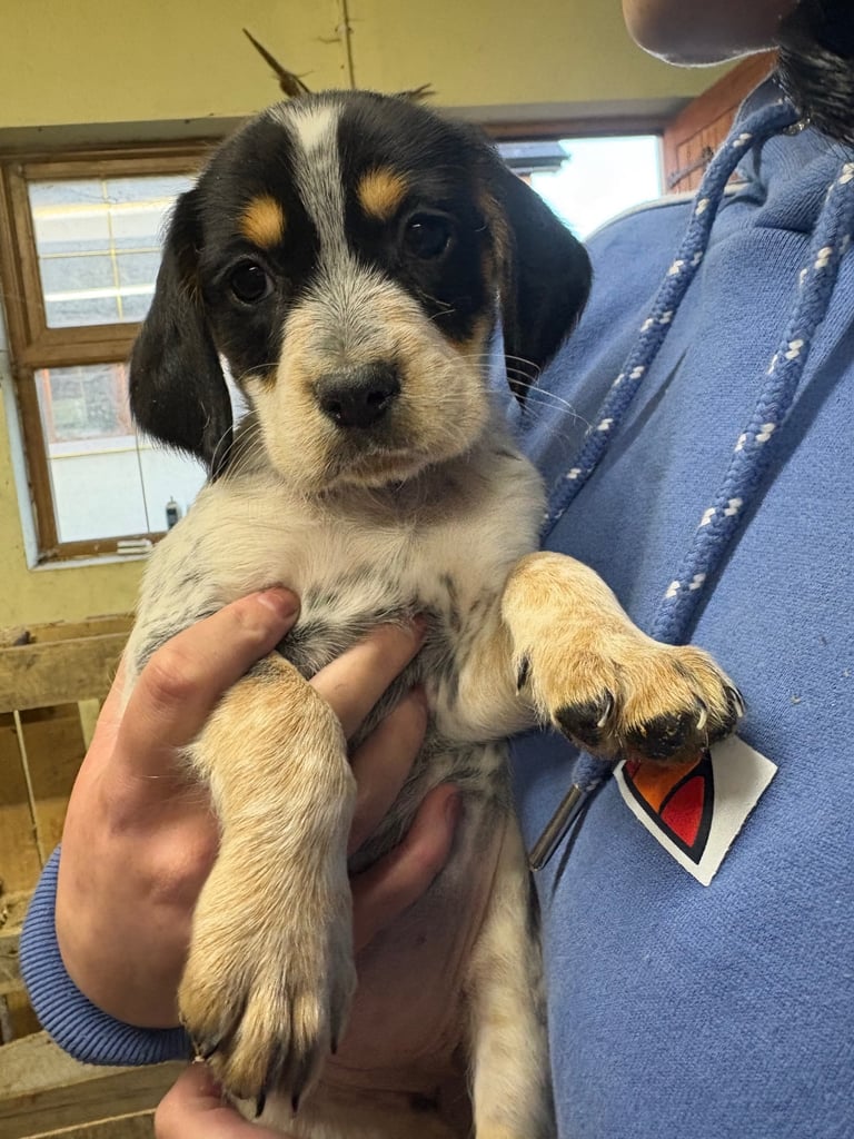 image for Cocker x beagle hound 