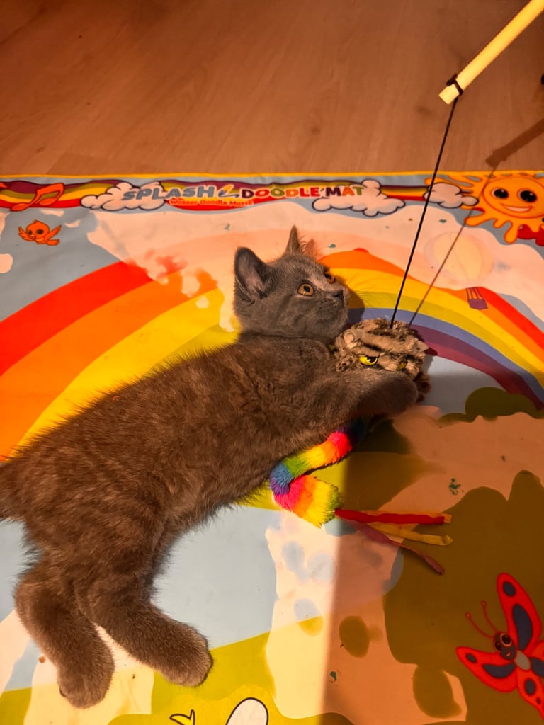 image for Last british shorthair male avalible today ✨🐾