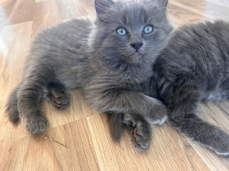 Ragdoll cross BSH kittens 