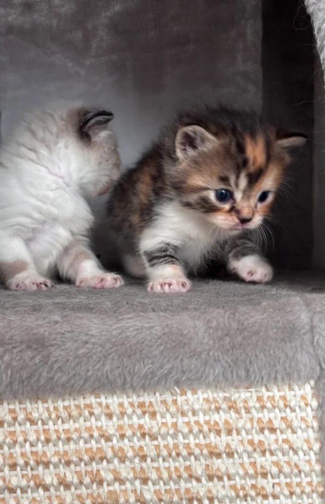 Adorable Persian x Bengal Kittens Ready for Their Forever Homes 