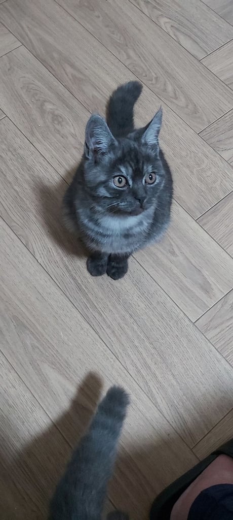Beautiful kittens for sale