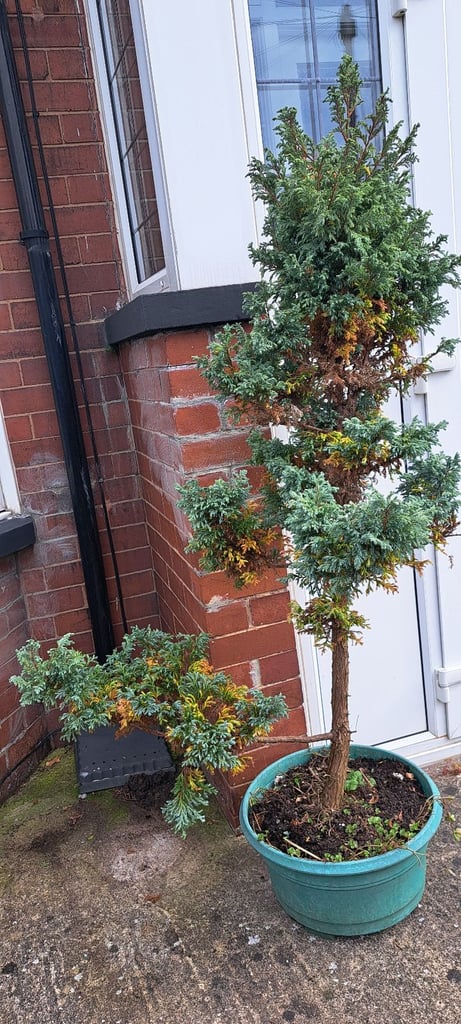 Two Large conifer Trees 