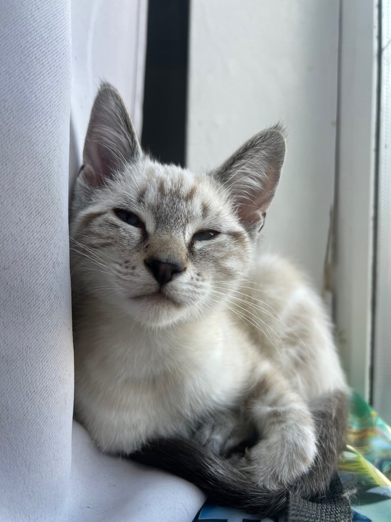 Half Ragdoll kittens ready for their forever homes 