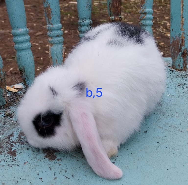 Mini  lops for sale 