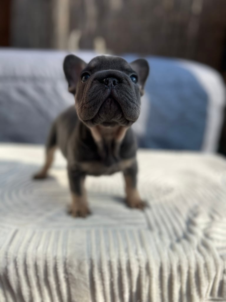 French bulldog puppies ready to leave now