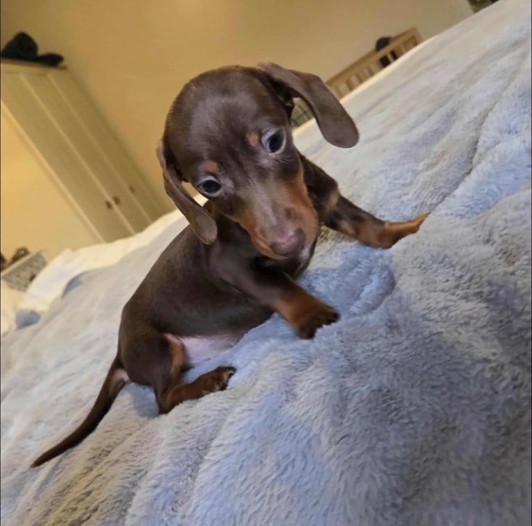 Miniature Dachshund Puppies