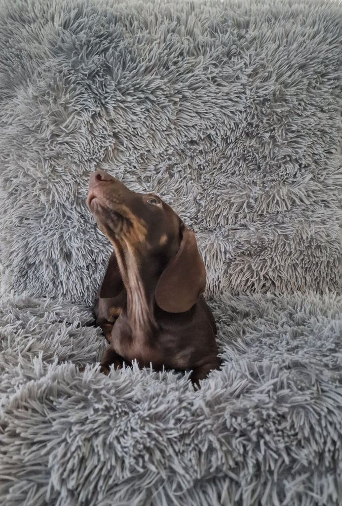 Miniture dachshund puppies 