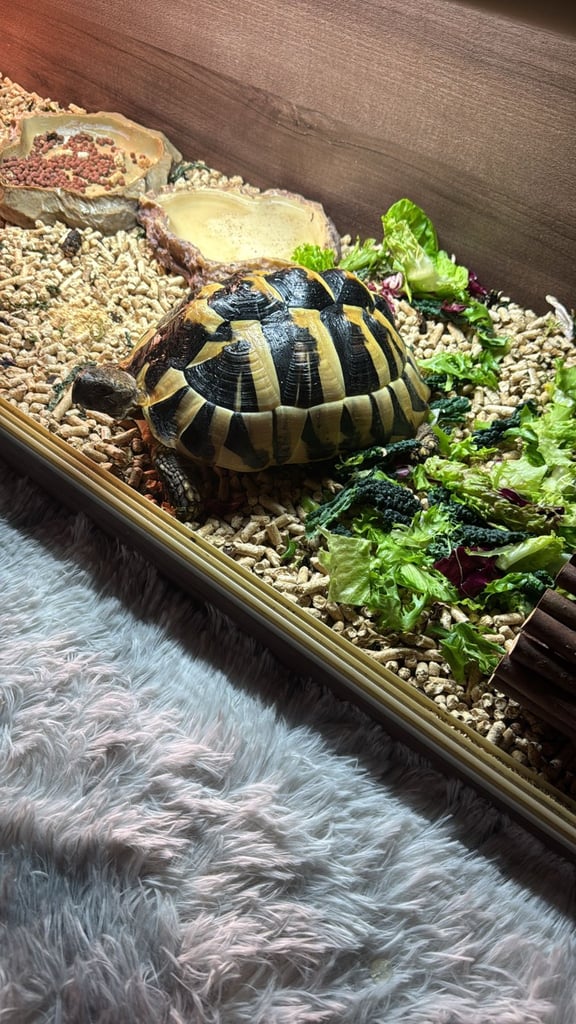 image for Pet, Home, Accessories 