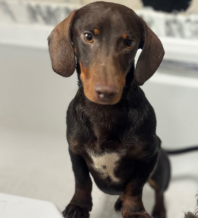 SOLD!!!Male Dashshund