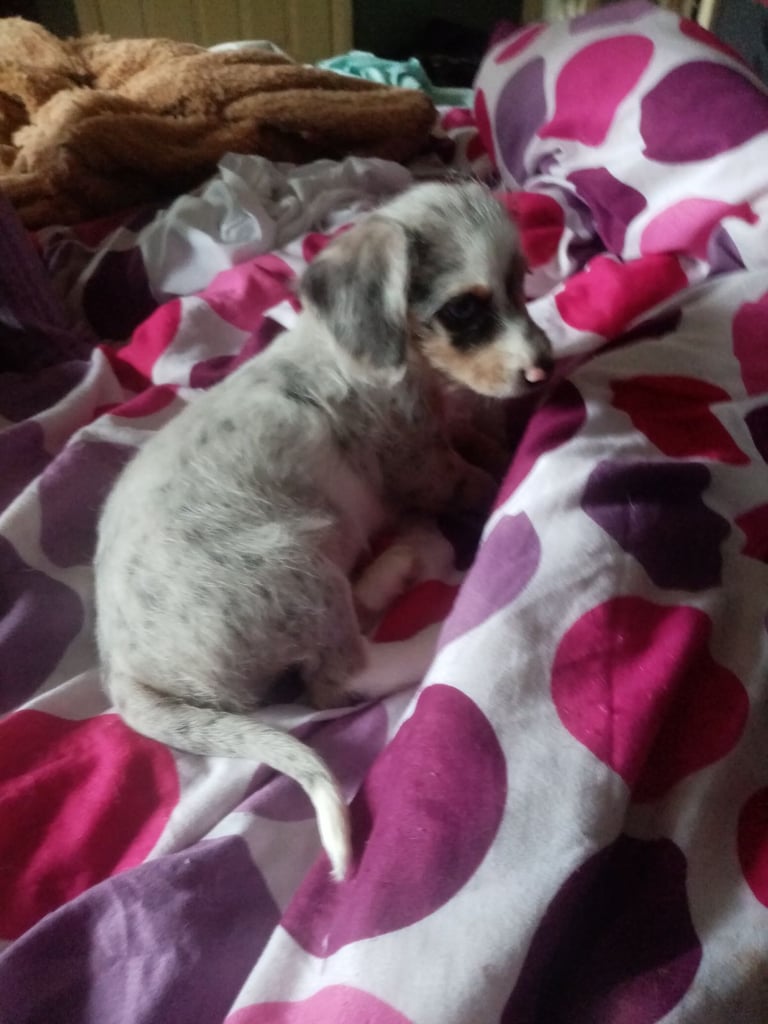 Dachshund miniture