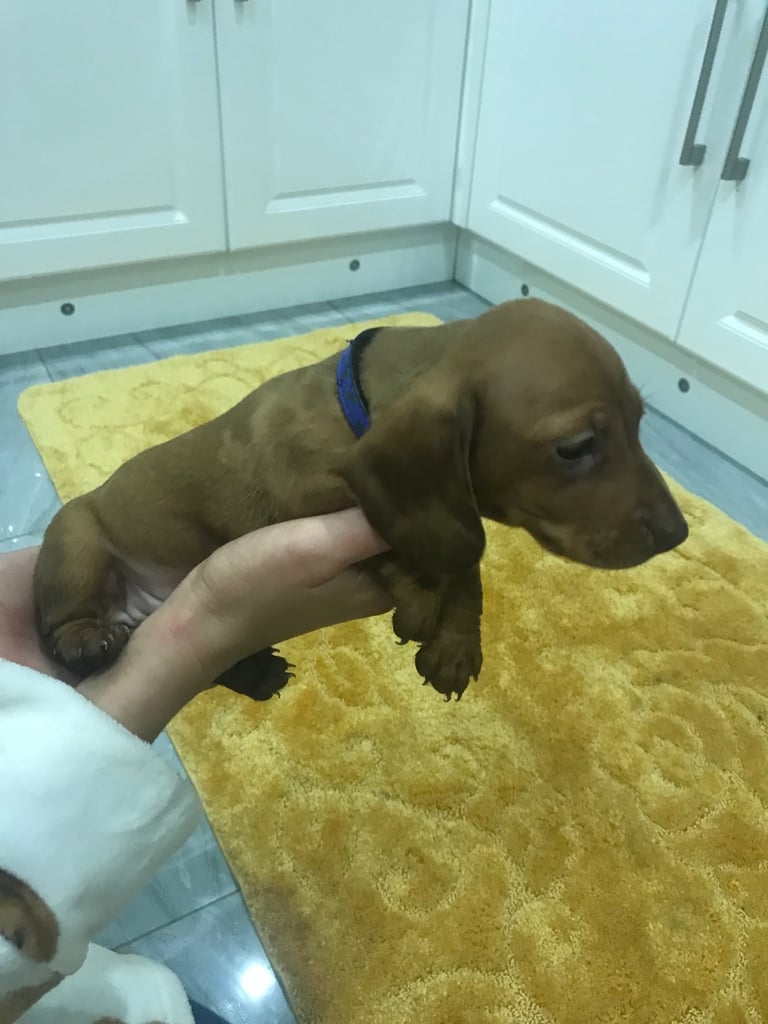 Miniature Dash hounds puppies for sale
