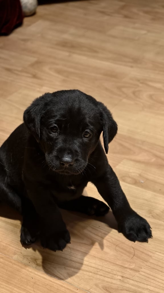 Labrador Pups - 3 black girls 