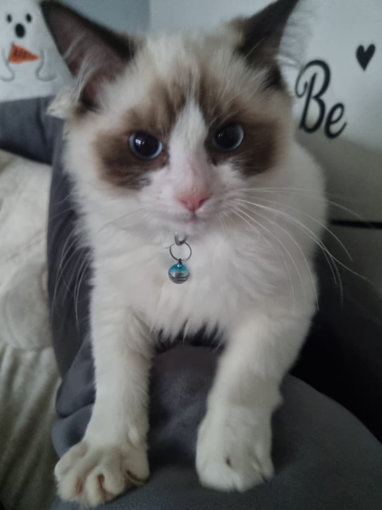 5 month old male ragdoll vaccinated microchipped flead and wormed kitten 