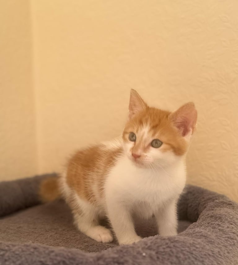 Beautiful playful kitten 🤍💛