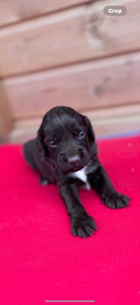Sprocker spaniel 