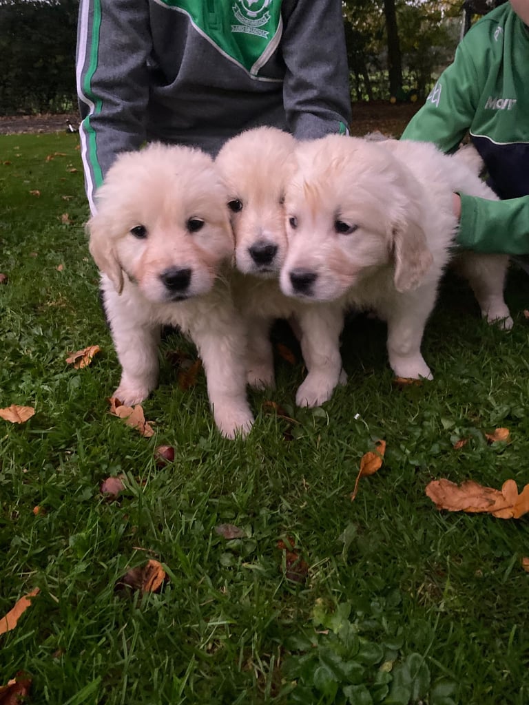 Golden retrievers 