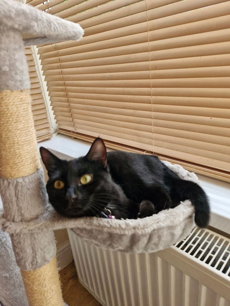 4 years old x2 and 2year old