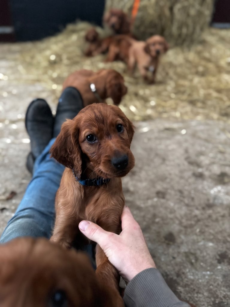 IKC Irish Red Setter puppies 