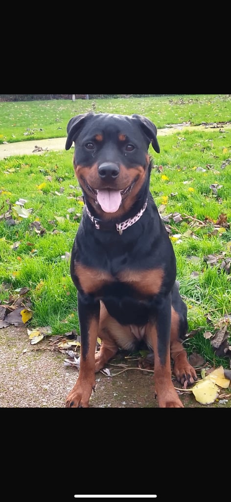 image for Dog for sale.