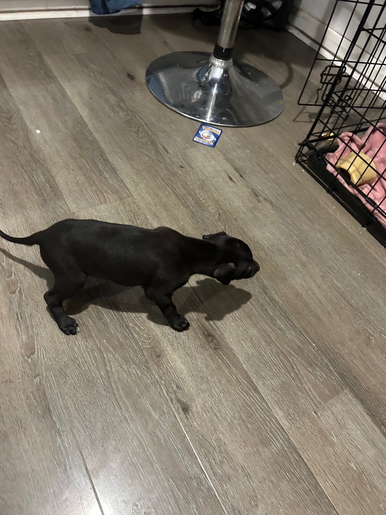 Whippet pups ready to go nice and small mother and farther