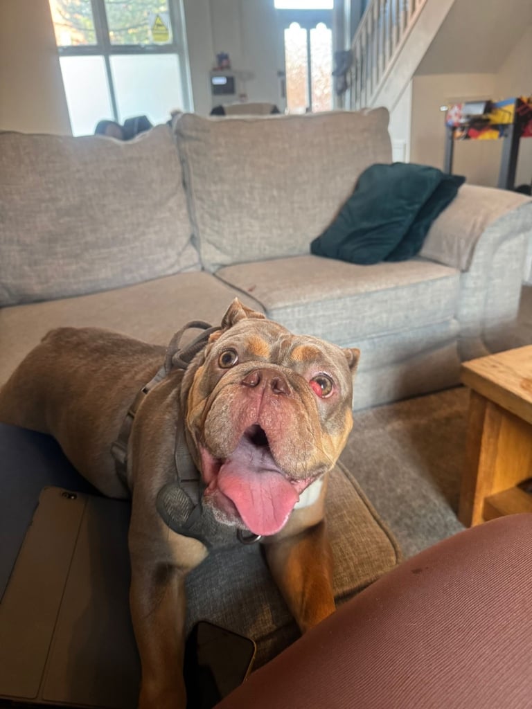 16 month old english bulldog