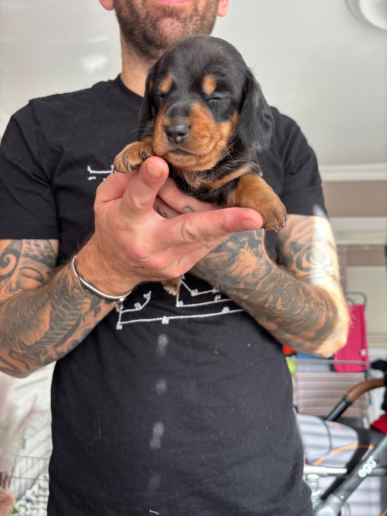 Miniature dachshund for sale £1200