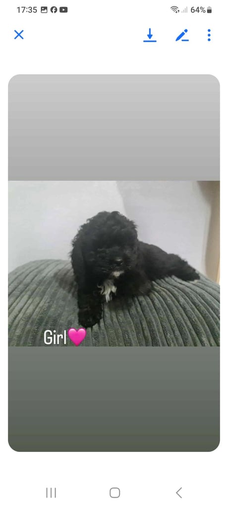 Beautiful shihpoo puppies 