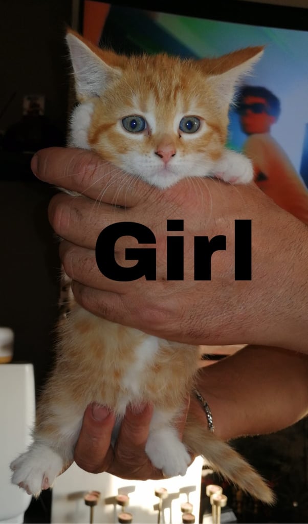 4 Beautiful Kittens For Sale 