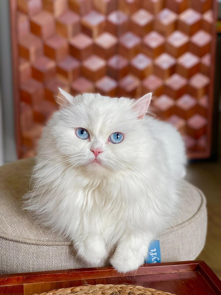 Pure Persian white cat