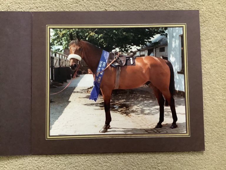 image for Early 1980’s photograph of Red Rum race horse - 3 times Grand National winner 10x8” in sleeve