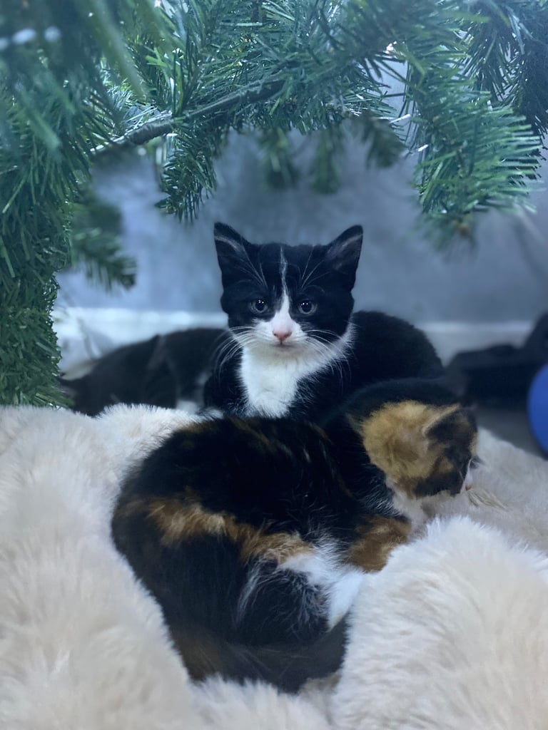 kittens and cats for sale