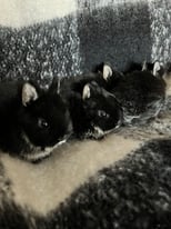 Netherland Dwarf Rabbits