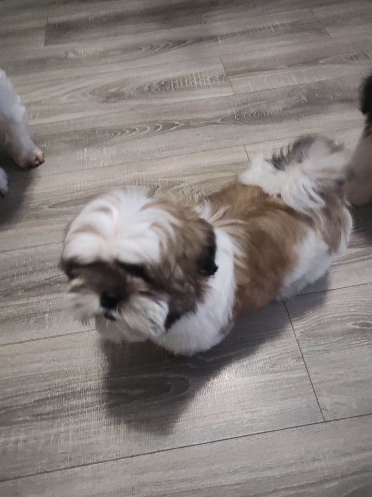 🐶Shih Tzu's Puppies🐶 1 girl 💚 left 