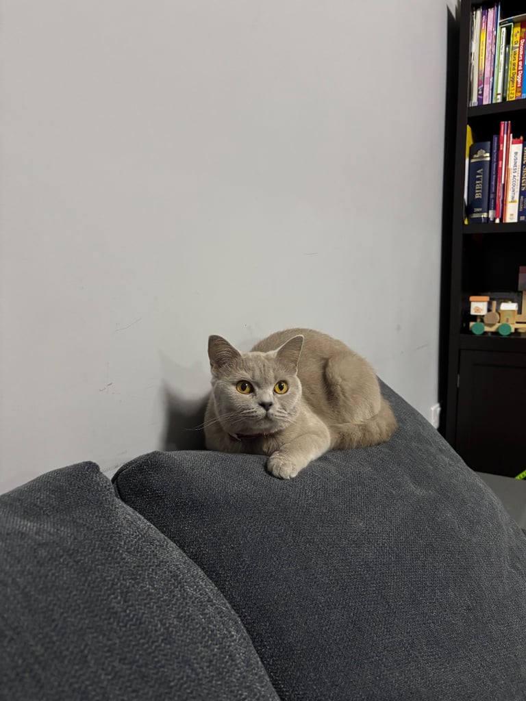 British long hair for sale