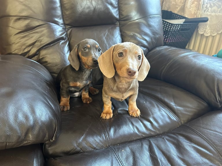  miniature dachshund 