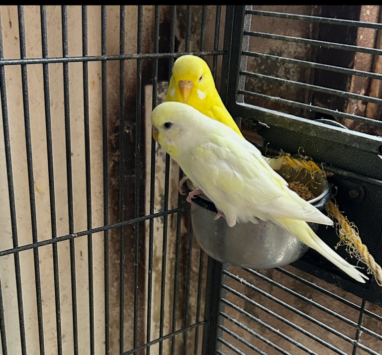 Beautiful Budgies for Sale