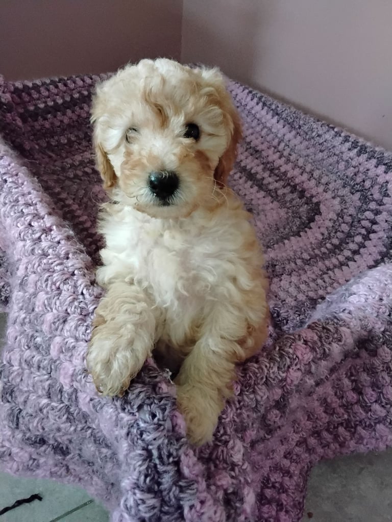 Cockapoo puppies 