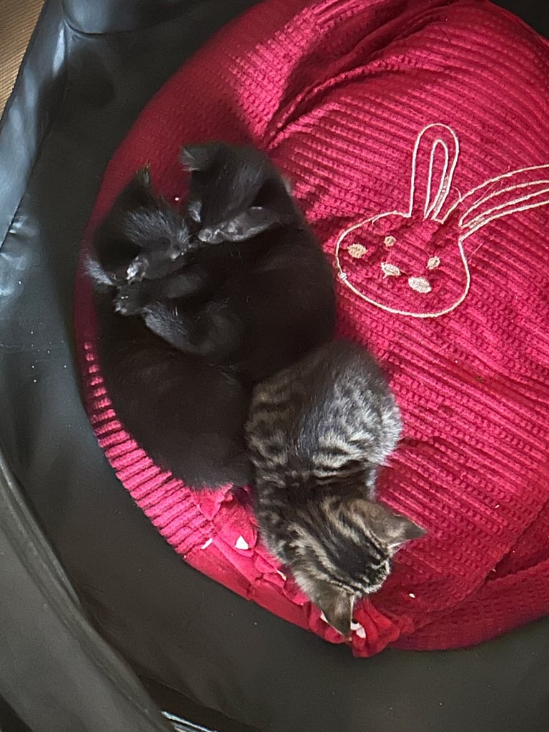 Kittens looking for a forever home