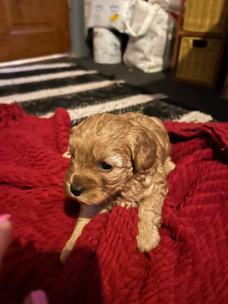 Cute Cavapoo Puppies 1 Boy and 1 Girl