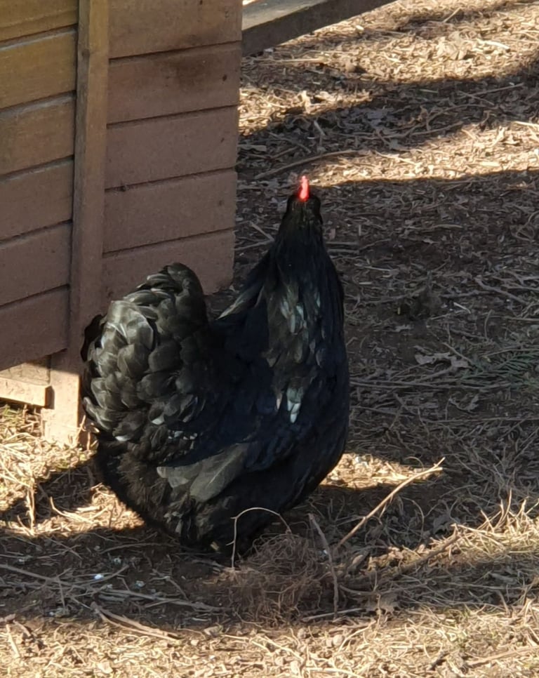 Bantam hen and choice of cockerel for sale 