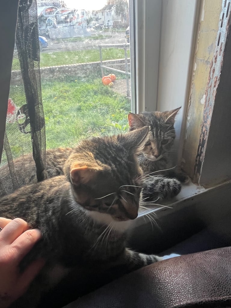2 female cats. 1 year old 