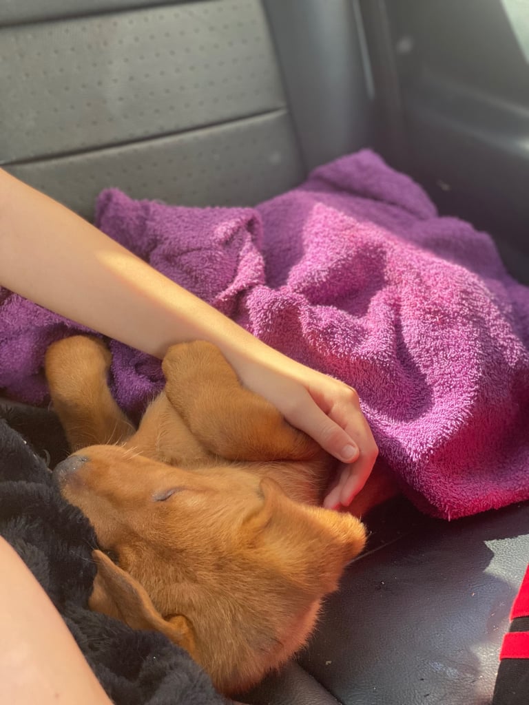 READY NOW Kc reg Labrador puppies both jabs microchip flea worm insured 