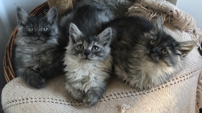 Norweigan Forest Kittens