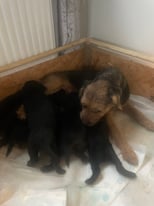 Labrador x Patterdale puppies for sale 