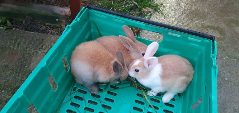 Rabbits