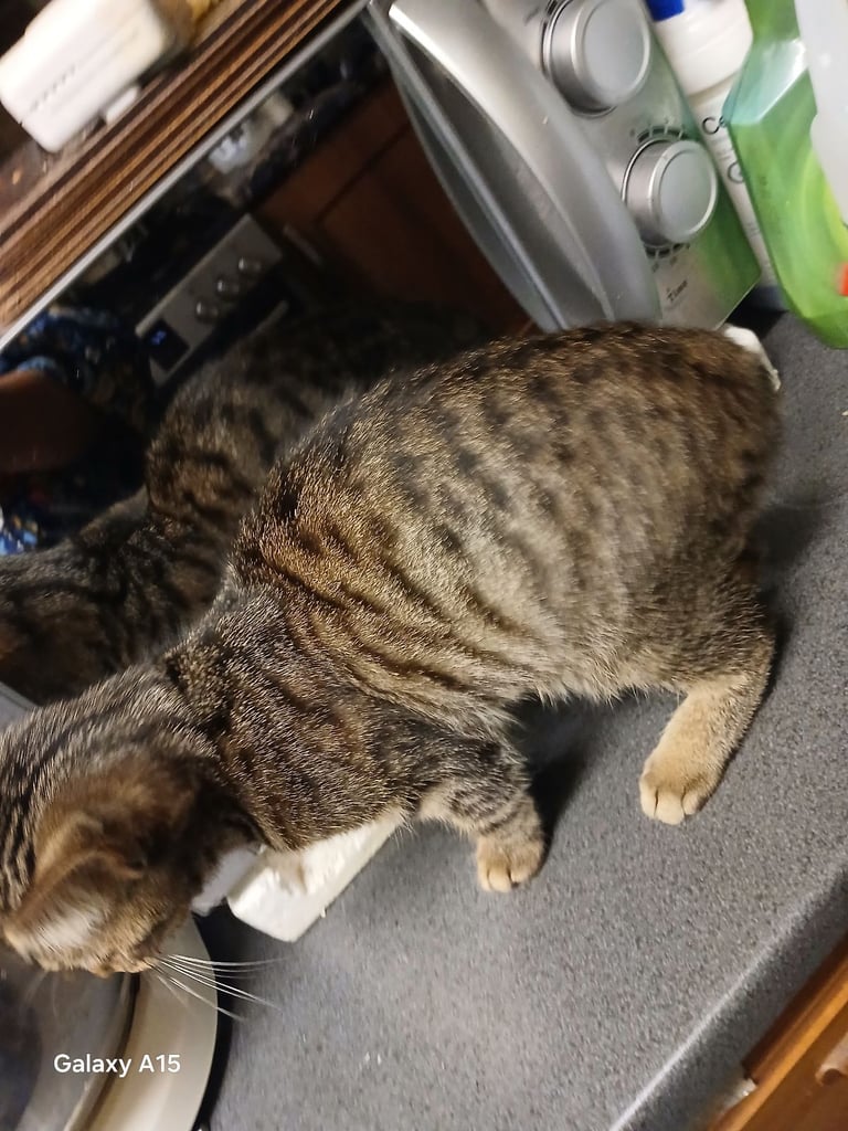 Bengal kittens male females available