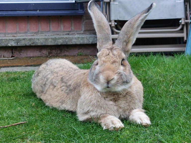 Baby continental giant rabbits