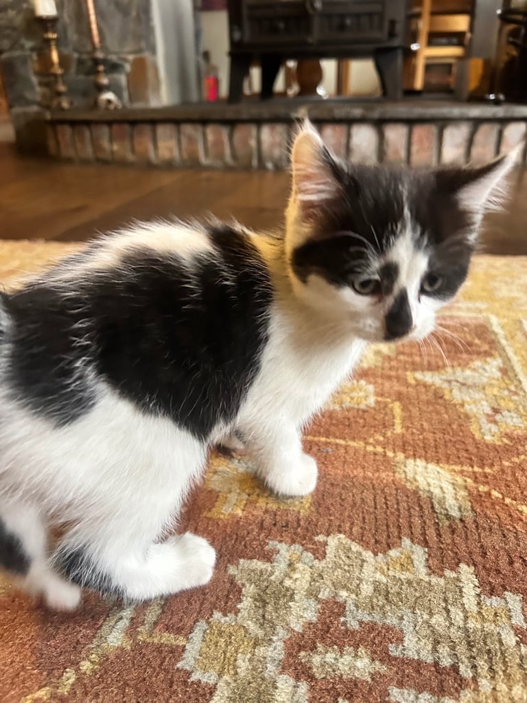 Gorgeous kittens 