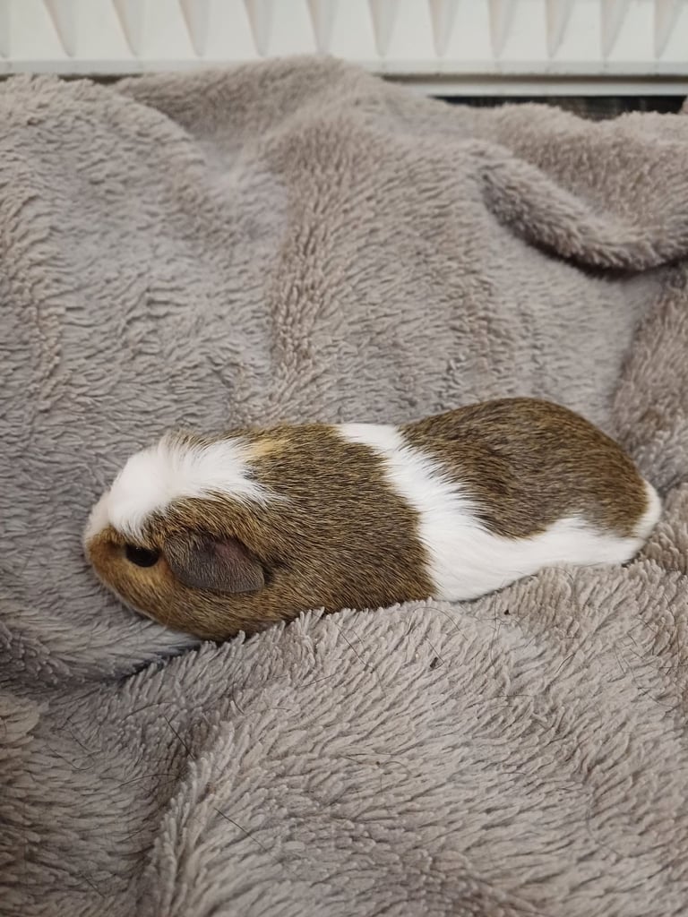 1 Adorable Female Baby Guinea Pig